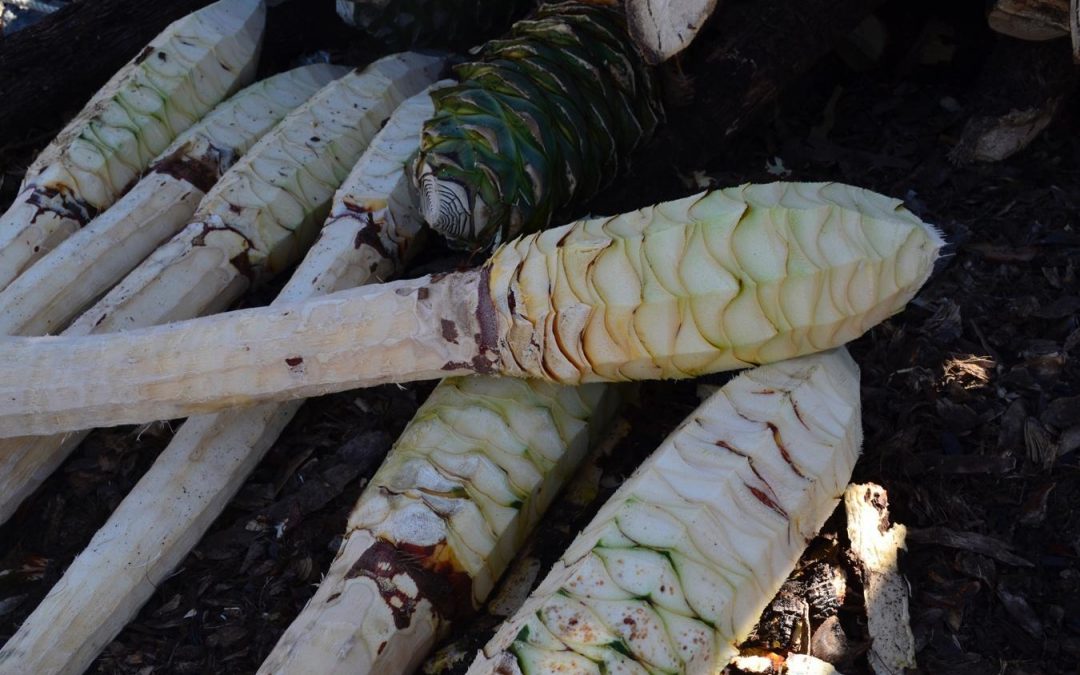 ¿Qué es un mezcal tradicional?